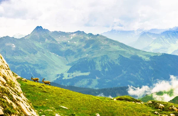 Arlberg Avusturya Tarafından Dağlarda Dağ Keçisi Grup Üzerinde Göster — Stok fotoğraf