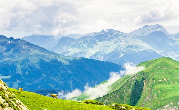 Vista Sobre Grupo Ibex Nas Montanhas Por Arlberg Áustria — Fotografia de Stock