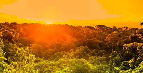 Vue Sur Coucher Soleil Sur Les Arbres Forêt Tropicale Brésil — Photo