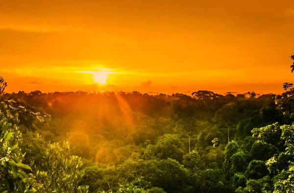 Вид Захід Сонця Над Дерев Тропічних Лісів Бразилії — стокове фото