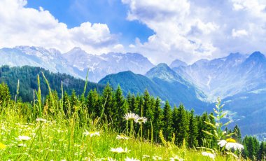 Çiçek açan çayır ve Sloven Alp dağlarında