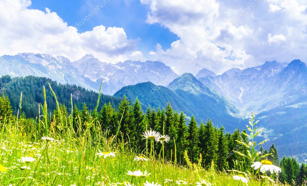 Blooming meadow and mountains of the slovenian Alps