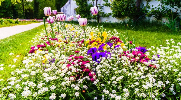 View Colorful Blooming Flower Spring — Stock Photo, Image