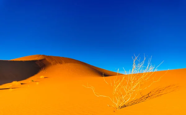 Utsikt Över Sanddynerna Sahara Öknen Nästa Mhamid Marocko — Stockfoto