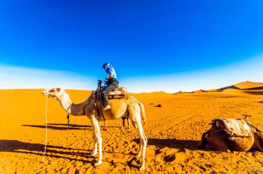 View on Girl on camel doing camel trek in the desert of Morocco nexto M'hamid clipart