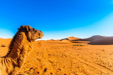 Camel Mhamid - Fas yanındaki Sahara çöl kumulları önünde görüntüleyin