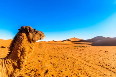 View on camel in front of sand dunes in the Sahara desert next to Mhamid - Morocco clipart