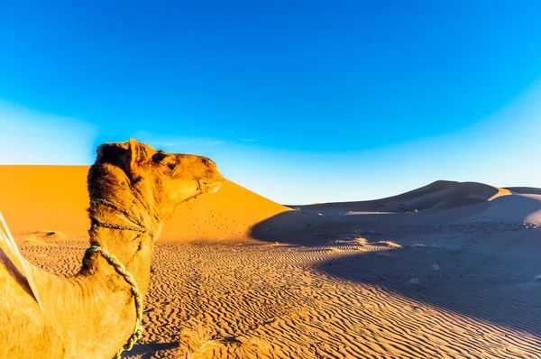 マハミド モロッコの横にあるサハラ砂漠の砂丘の前でラクダを見る — ストック写真