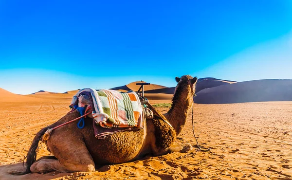 Camel in front of sand dunes in the Sahara desert next to Mhamid - Morocco — Stock Photo, Image