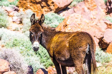 Eşek Atlas dağ Fas görüntüleyin