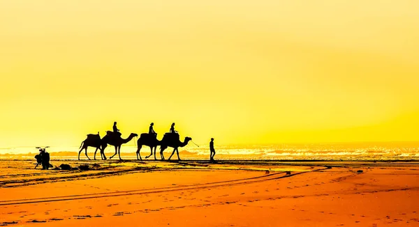 Grupo de camellos en la playa de Essaouira en Marruecos — Foto de Stock
