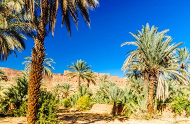 Üzerinde palmiye Bahçe, Kasbah Caids Tamnougalt Dragan Valley - Fas yanındaki göster