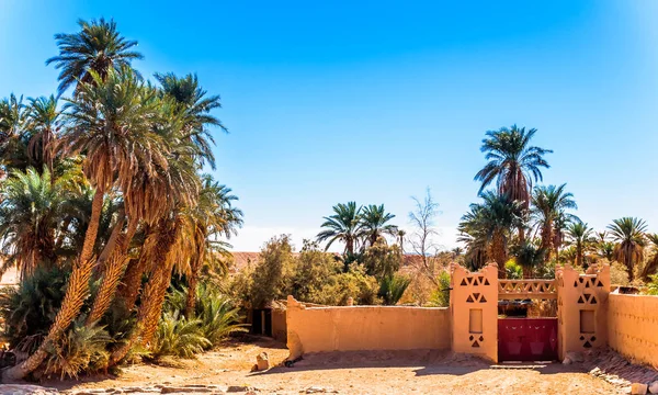 Oasis Morocco Sahara Çöl Görüntüleyin — Stok fotoğraf