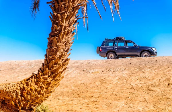 Vista Palma Suv Deserto Marrocos Lado Hamid — Fotografia de Stock