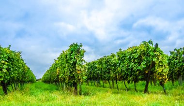 O bağ yanında Hessen - Almanya görüntülemek
