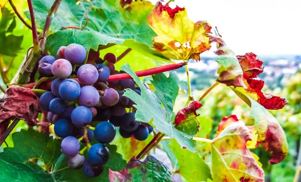 Vue Rapprochée Vigne Dans Région Principale Côté Francfort Allemagne — Photo