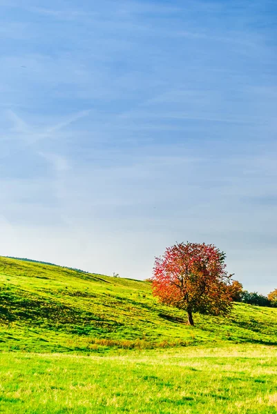 Vista Sobre Hermoso Árbol Moldeado Del Paisaje Otoñal Alemania — Foto de Stock