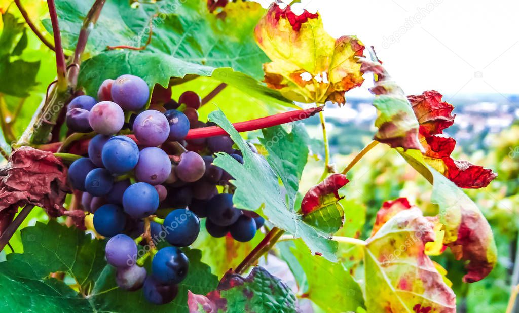 View on closeup of grapevine in Main region next to Frankfurt - Germany