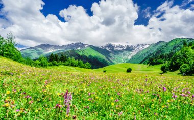Svaneti - Georgia dağlarda çiçek açan çiçekler, Bahar yatay görüntüleyin