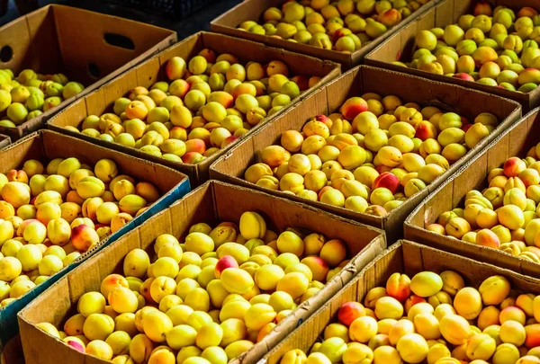 Fresh organic apricots in market of Yerewan, Armenia