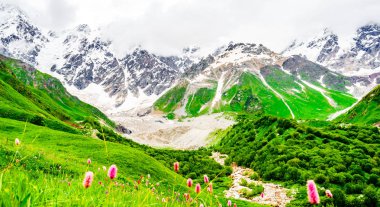 ile olan, Georgia Svaneti, Caucasus en yüksek dağı olan buzul önünde çiçek açan çiçek