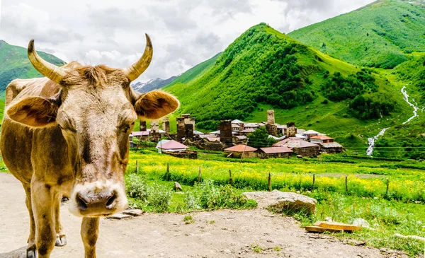 Cow and ancient defense tower of Ushguli village in Svanetia, Georgia