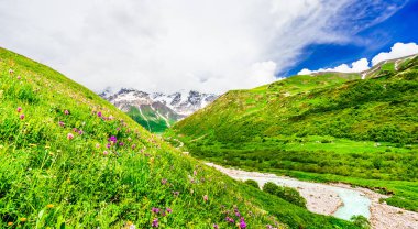 ile olan, Georgia Svaneti, Caucasus en yüksek dağı olan buzul önünde çiçek açan çiçek