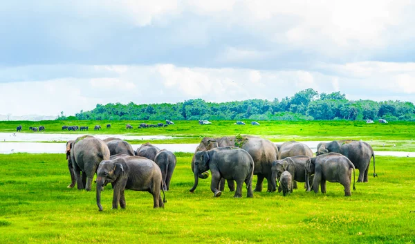 Rebanho de elefantes no Parque Nacional de Kaudulla, Sri Lanka — Fotografia de Stock
