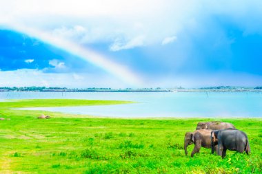 Gökkuşağının üstünde fil Kaudulla Ulusal Park, Sri Lanka