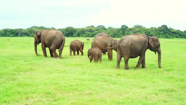 Elefantes em Kaudulla National Park, Sri Lanka — Vídeo de Stock