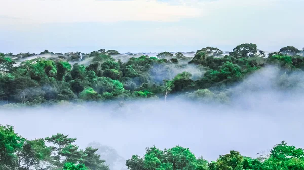Lihat kabut pagi di atas hutan hujan brazilian di Brazil — Stok Foto