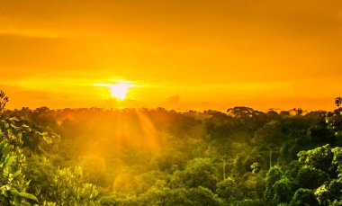sunset over the trees in the brazilian rainforest of Amazonas clipart