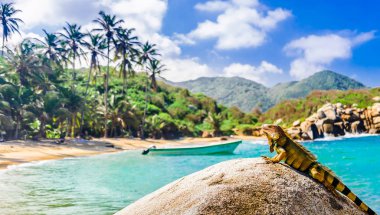 View on iguana on a rock in national park Tayrona in Colombia clipart