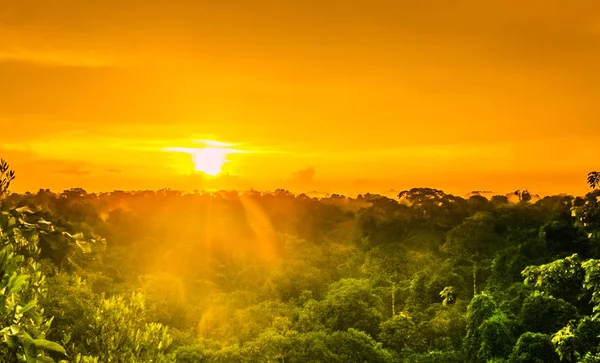 Захід сонця над дерева в бразильських тропічних лісів Амазонас — стокове фото