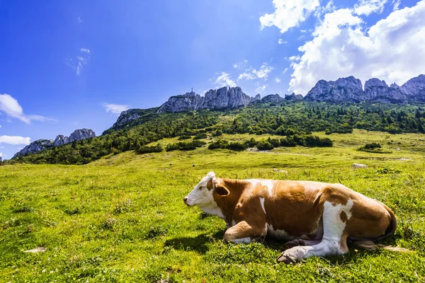 Vista sobre vacas em frente a Kampenwand muntain nos Alpes da Baviera no verão — Fotografia de Stock