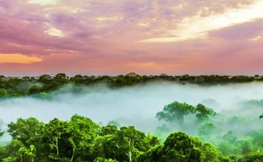 Amazonas Brezilya yağmur ormanları ağaçlarda üzerinden günbatımı