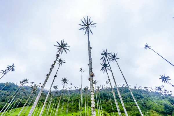 Nézd meg a viasz pálmafák a Cocora völgy mellett Salento, Kolumbia — Stock Fotó