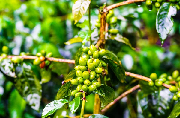 在咖啡种植园查看绿色咖啡豆，哥伦比亚 — 图库照片
