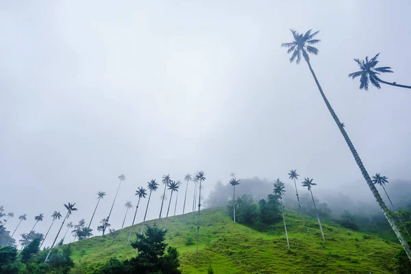 Vista sobre palmeras de cera del Valle del Cocora junto a Salento, Colombia — Foto de Stock