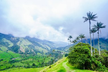 Salento, Kolombiya yanındaki Cocora Vadisi balmumu palmiye ağaçları görünümü