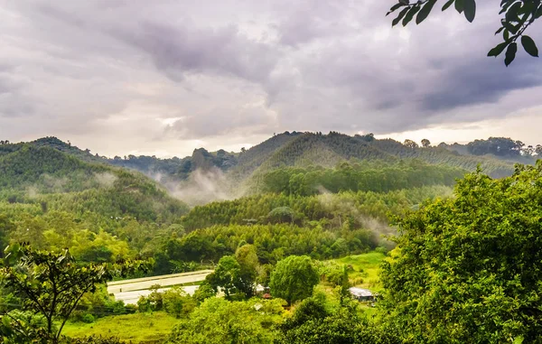 Vista de la plantación de café al lado de Salento, Colombia — Foto de Stock