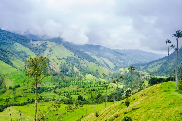 View on wax palm trees of Cocora Valley next to Salento, Colombia — Stock Photo, Image