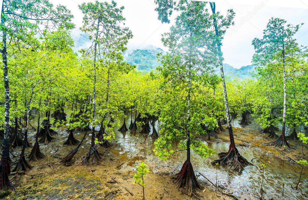 Mangrove trees in national park natural Utria next to Nuqui, Colombia