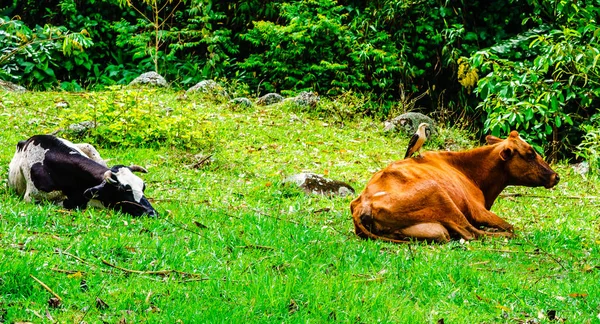 View on bird on cow next to village of Jardin, Colombia