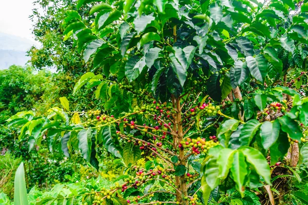 Vista sobre Frutas de café orgânicas vermelhas e verdes em ramos ao lado de villgae Jardin, Colômbia — Fotografia de Stock