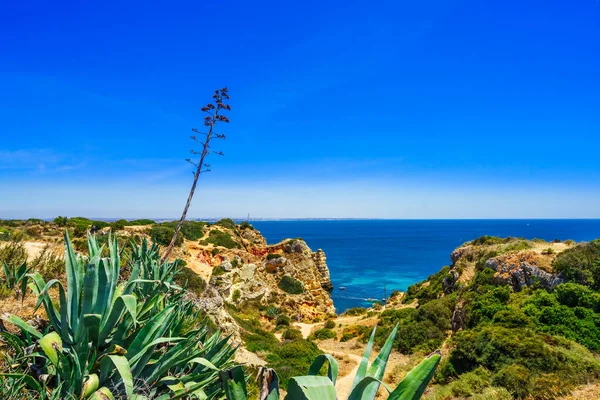 Vista sulla costa con agave aloe vera accanto a Lagos, Portogallo — Foto Stock