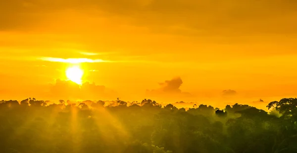 Sunset over the trees in the brazilian rainforest of Amazonas — Stock Photo, Image