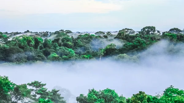 Vue sur le brouillard matinal sur la forêt tropicale brésilienne au Brésil — Photo