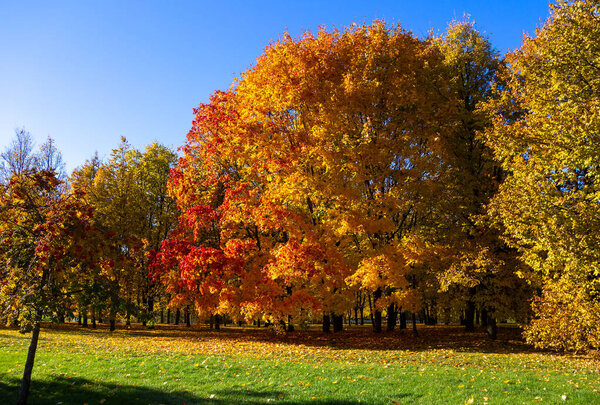 Autumn scenery with maple