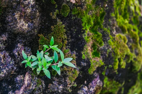 Moss ile kayaya küçük ağaçları büyümek.